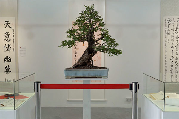 Meet “Russian Bonsai” at the “Chinese Culture and Art” exhibition