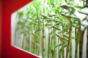 The III International Exhibition of Calligraphy. Photo report The III International Exhibition of Calligraphy. Photo report