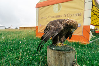 On the first day the expedition visited the Museum of Falconry in Mytishchi area